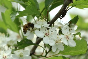 Winter King Hawthorn and honey bees